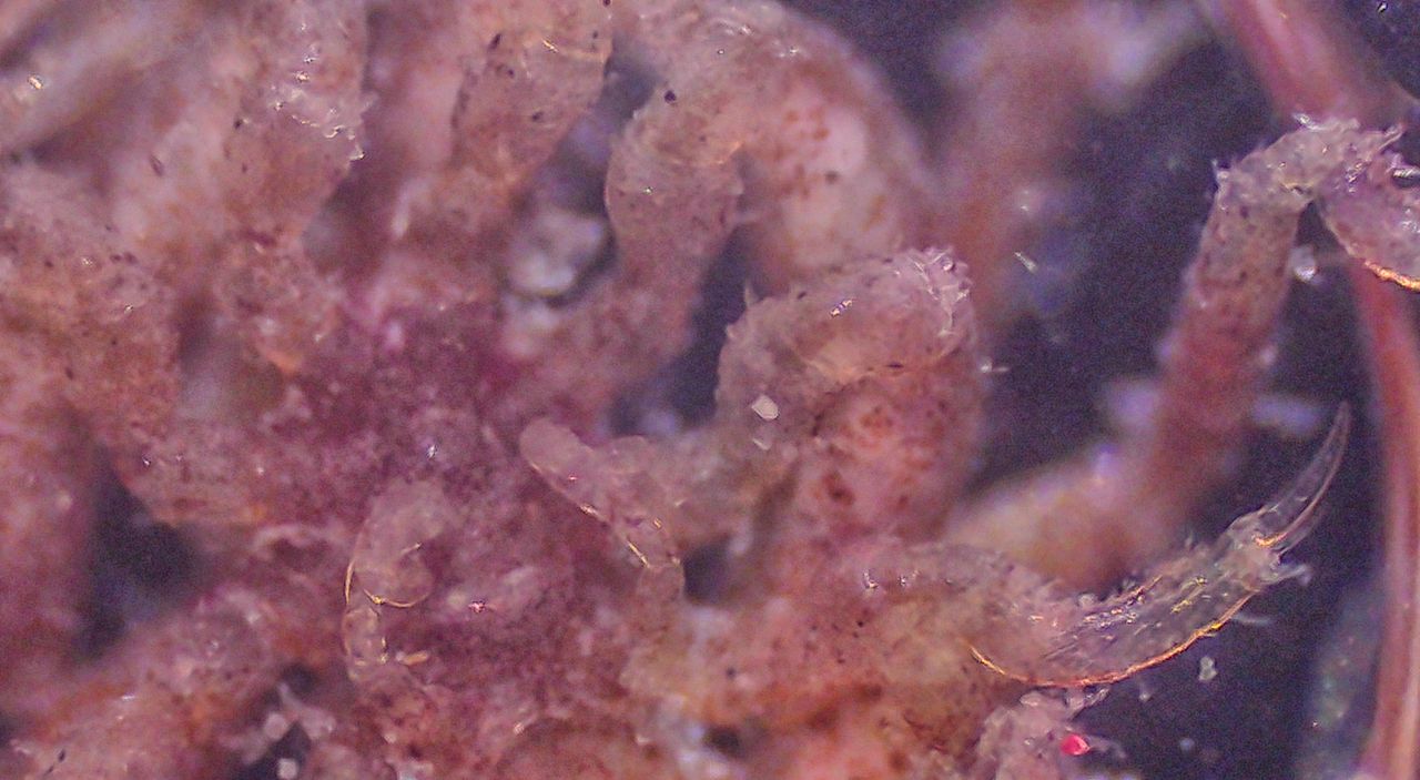 Conoscete il ragno di mare?
